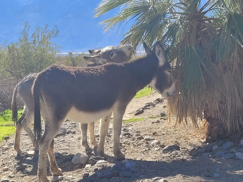 The wild burros of Saline Valley