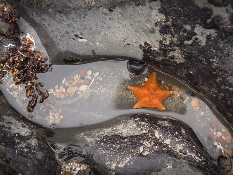 Tide Pools at Pebble Beach