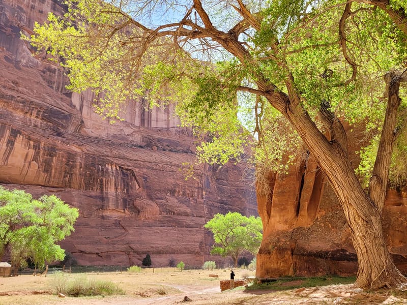 The greenery of the canyon floor