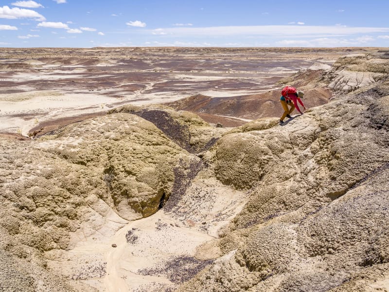 In Search of the King of Wings