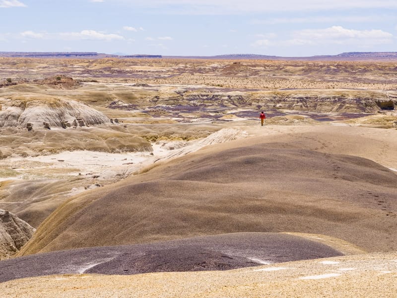 Along the way to the King of Wings