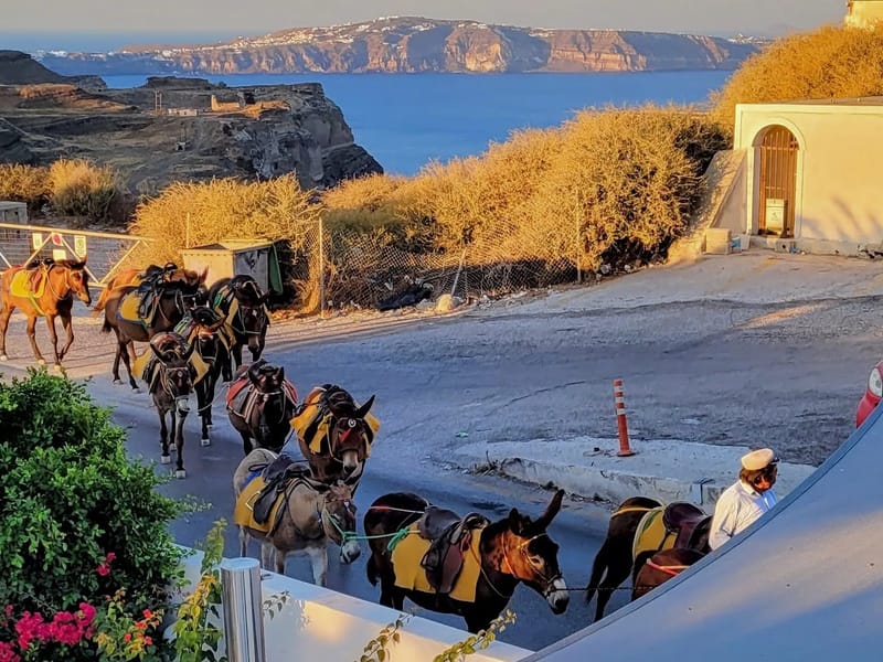 The donkeys of Santorini