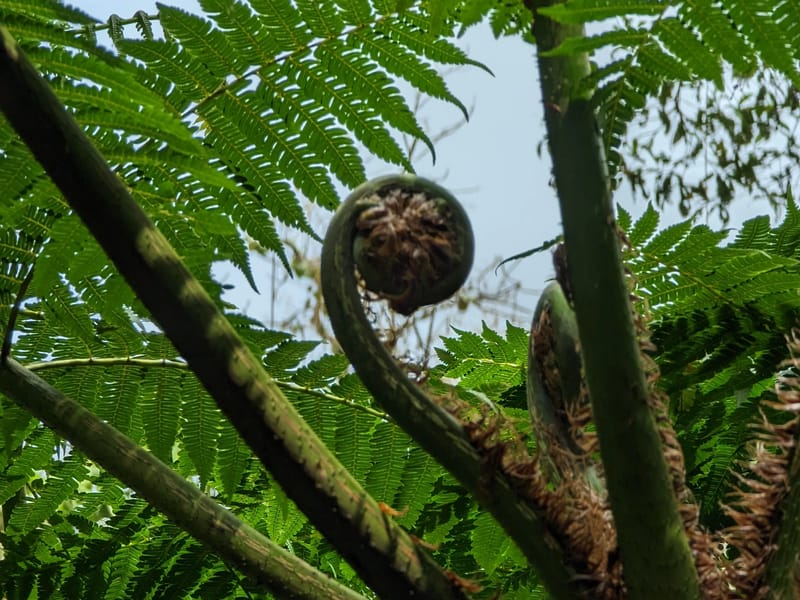 Tree Fern