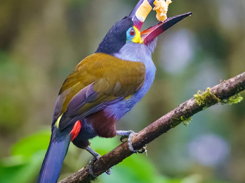 Plate-billed mountain toucan