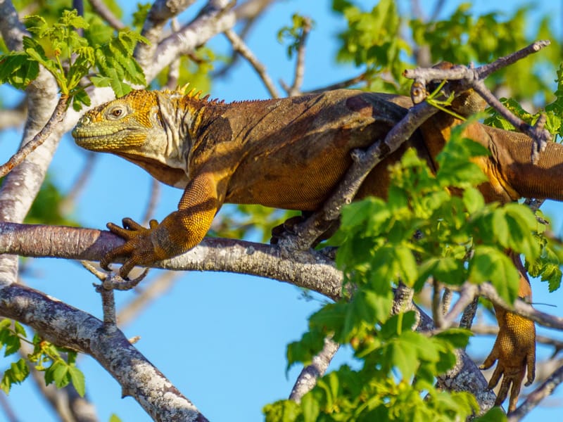 Have to remember to look up
