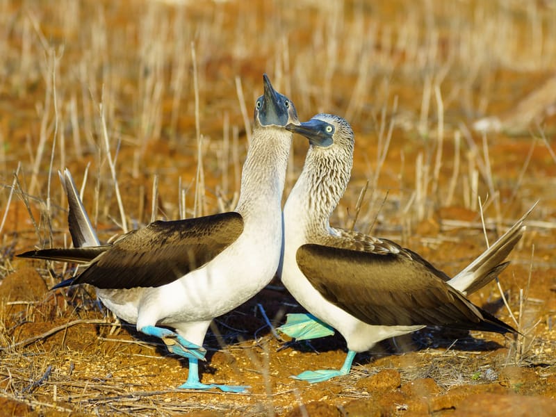 Blue-footed boobies beginning their courtship ritual