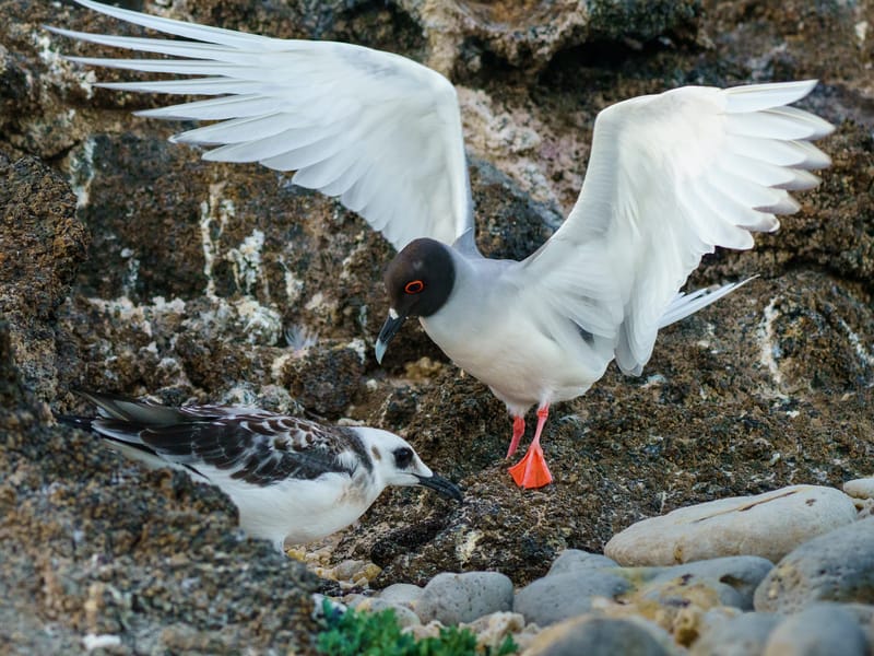 Swallow-tailed gull and her young