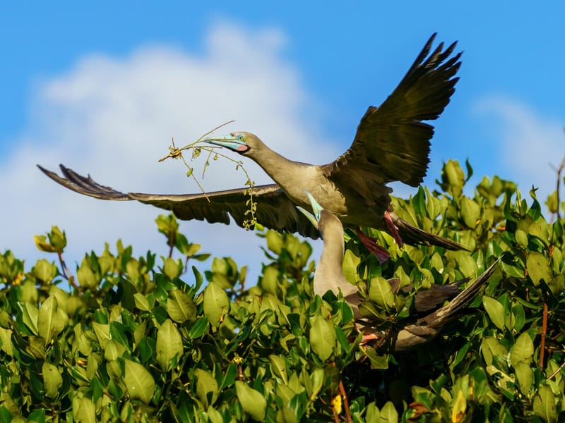 Male red-footed booby bringing twigs to nest