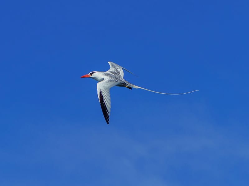 Red-billed tropicbird in flight