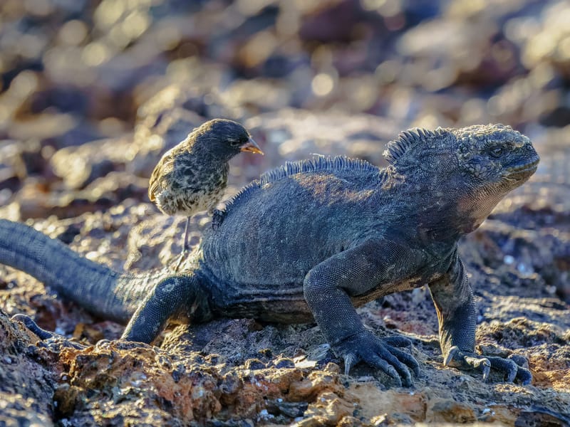 Marine Iguana giving a Vampire Finch a piggy back ride