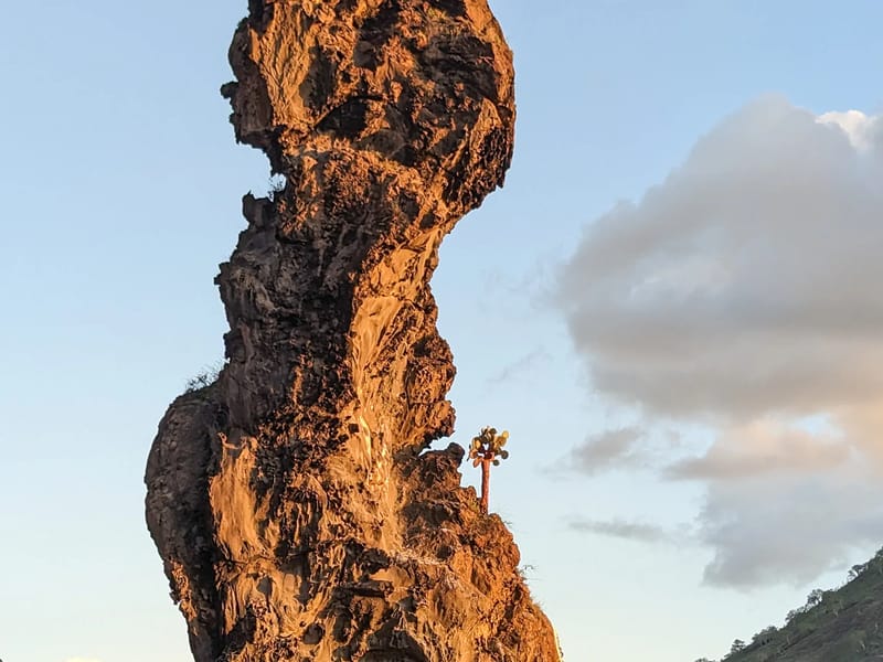 Volcanic Tower with Opuntia cactus