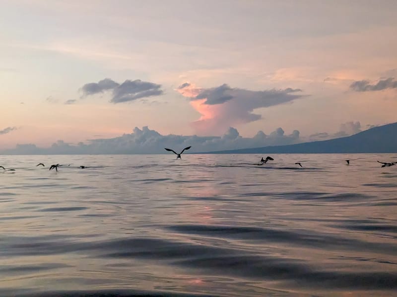 Pre-dawn panga cruise with the seabirds