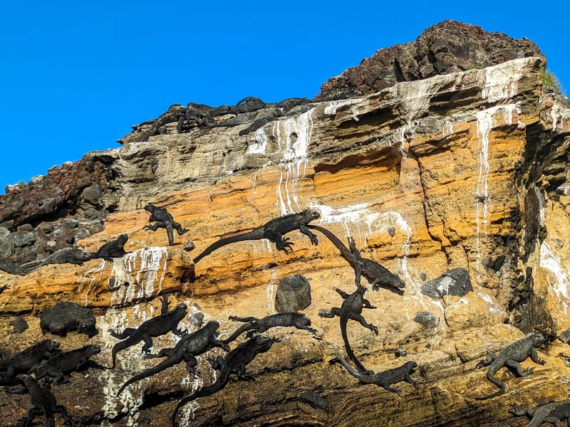 Marine Iguanas warming up on the cliffs