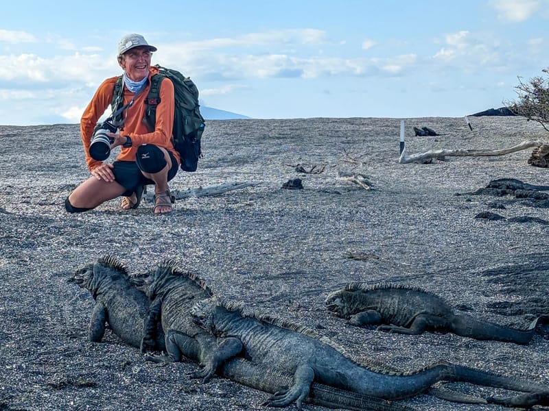 Marine Iguana pile-up