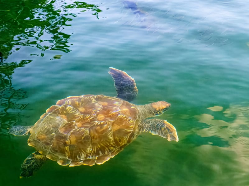 Galapagos Sea Turtle