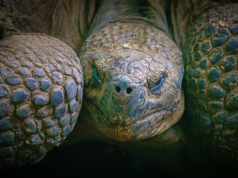 Galapagos Giant Tortoise