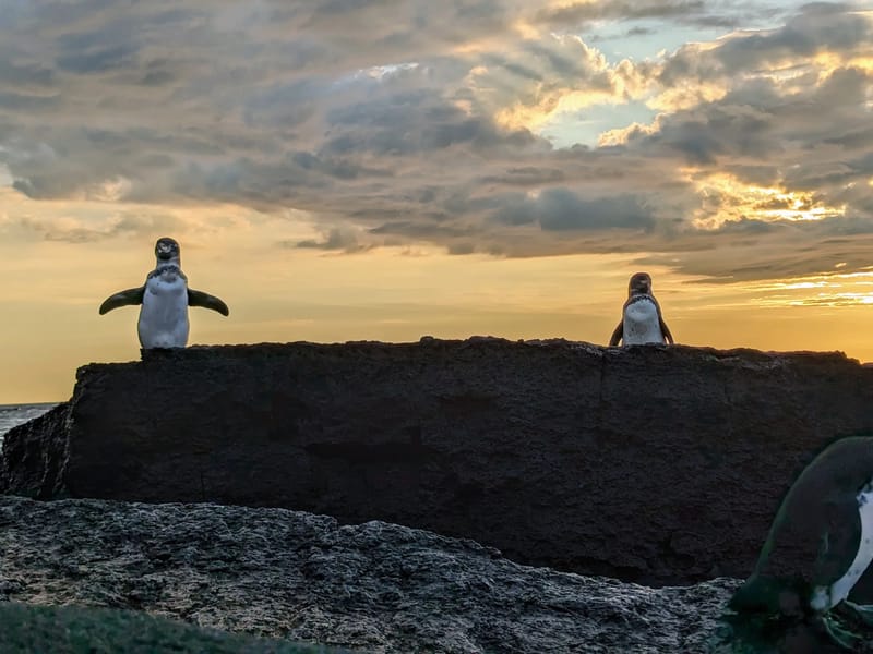 Penguin with flippers out