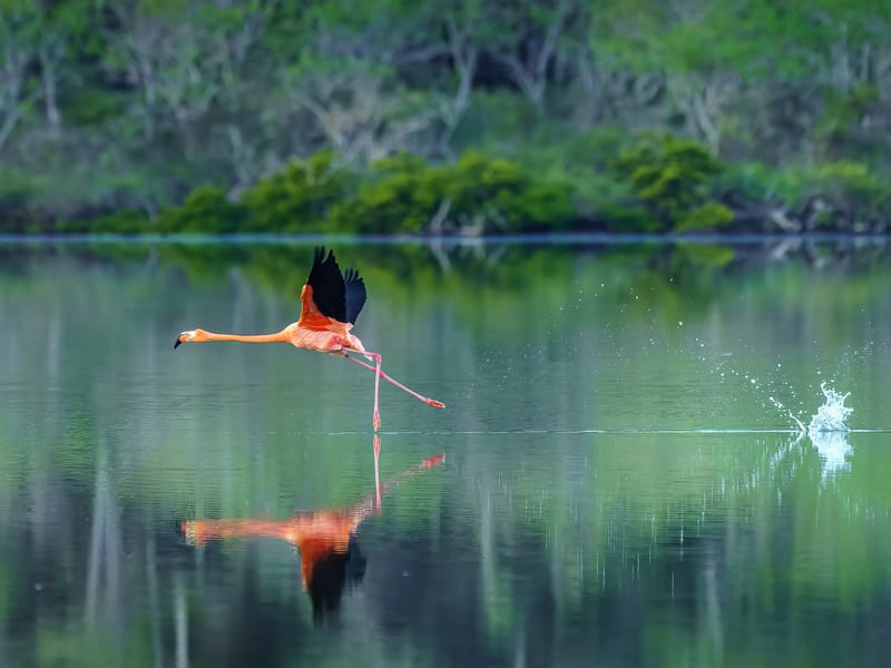 Flamingo running across the surface