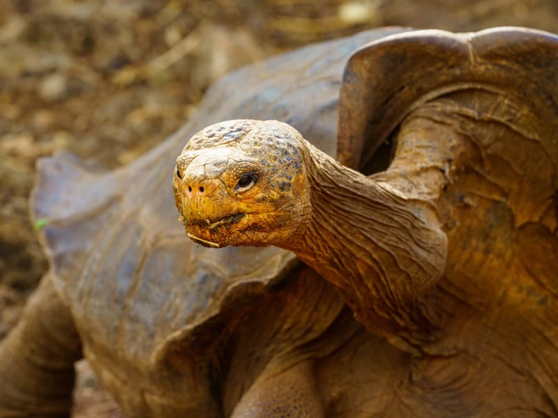 Giant Saddleback Tortoise