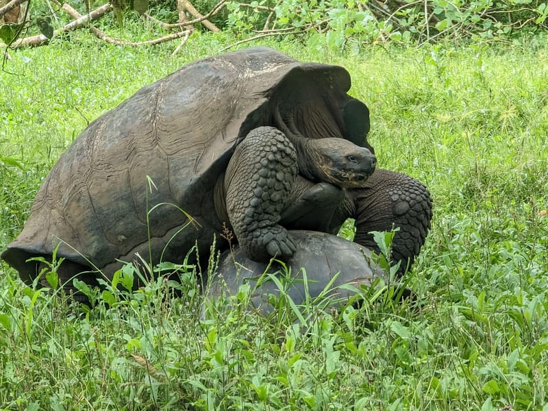 Mating Giant Domed Tortoises