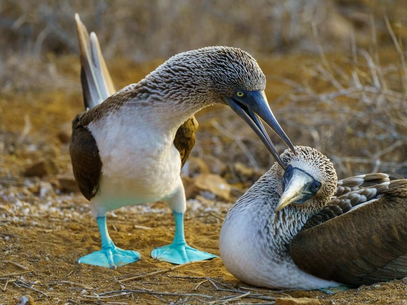 Blue-footed boobies